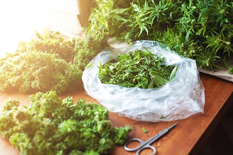 Cannabis on a table being bagged