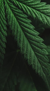 Marijuana leaf